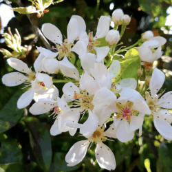 Lessive Écologique Fleurs d’Oranger