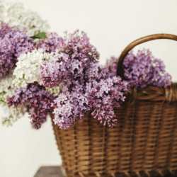 Lessive Écologique Lilas
