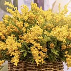Lessive Écologique Mimosa