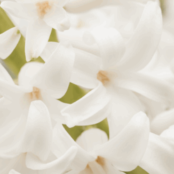Lessive Écologique Musc Blanc