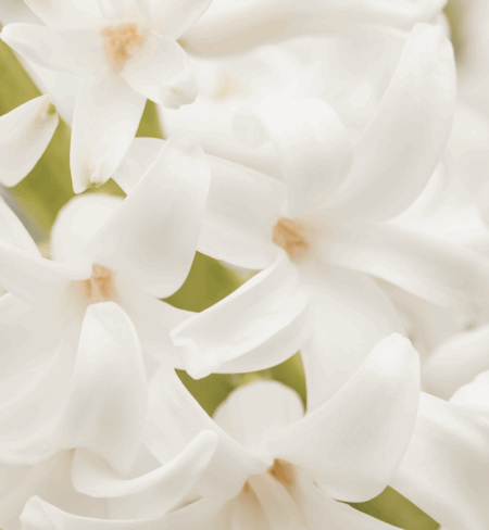 Lessive Écologique Musc Blanc