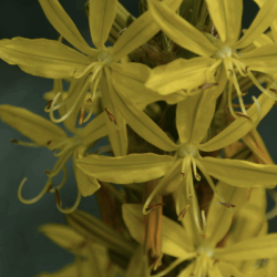 Lessive Écologique Ylang-Ylang