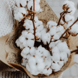 Parfum de Linge  Fleurs de Coton