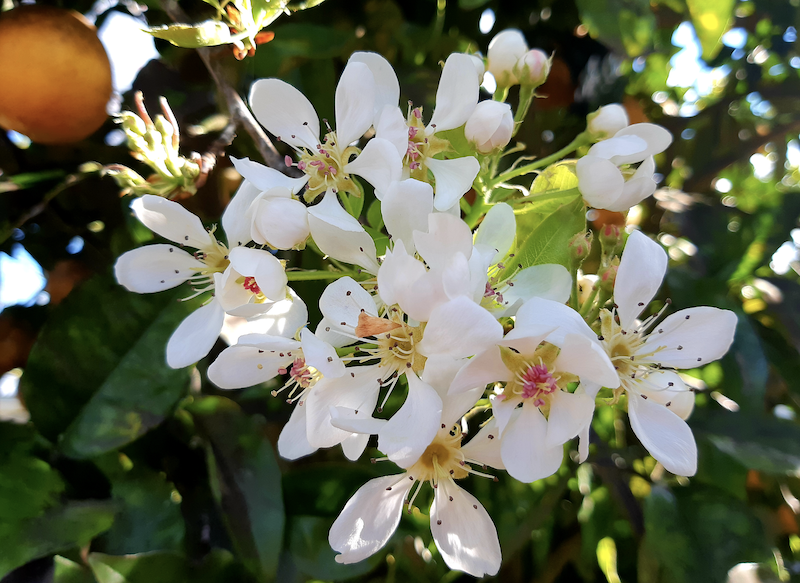 Parfum de Linge Fleurs d'Oranger