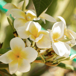 Parfum de Linge Monoï