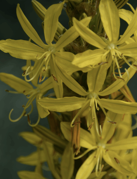 Parfum de Linge Ylang Ylang